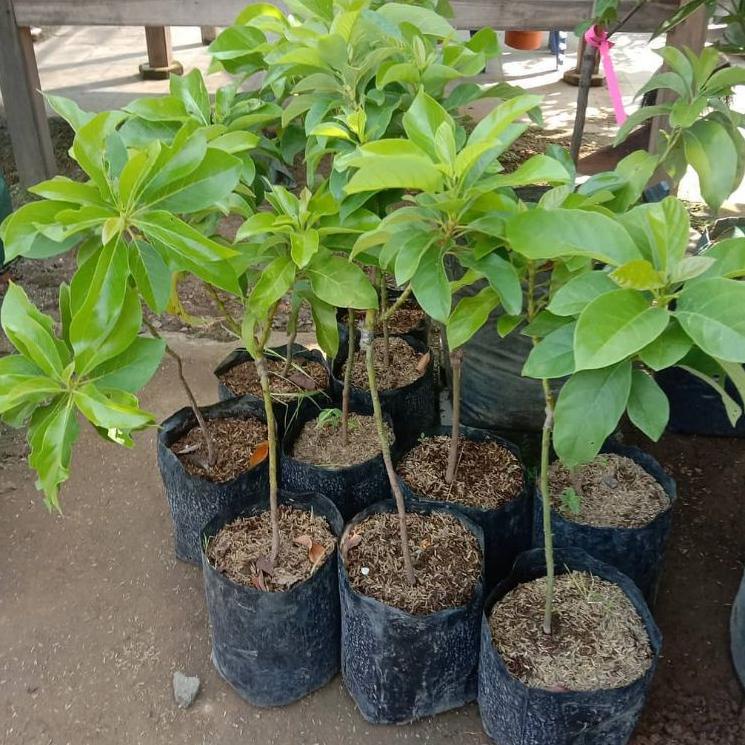 ↚ Bibit Buah Alpukat Yamagata ㄱ