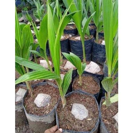 BIBIT KELAPA HIBRIDA SUPER GENJAH