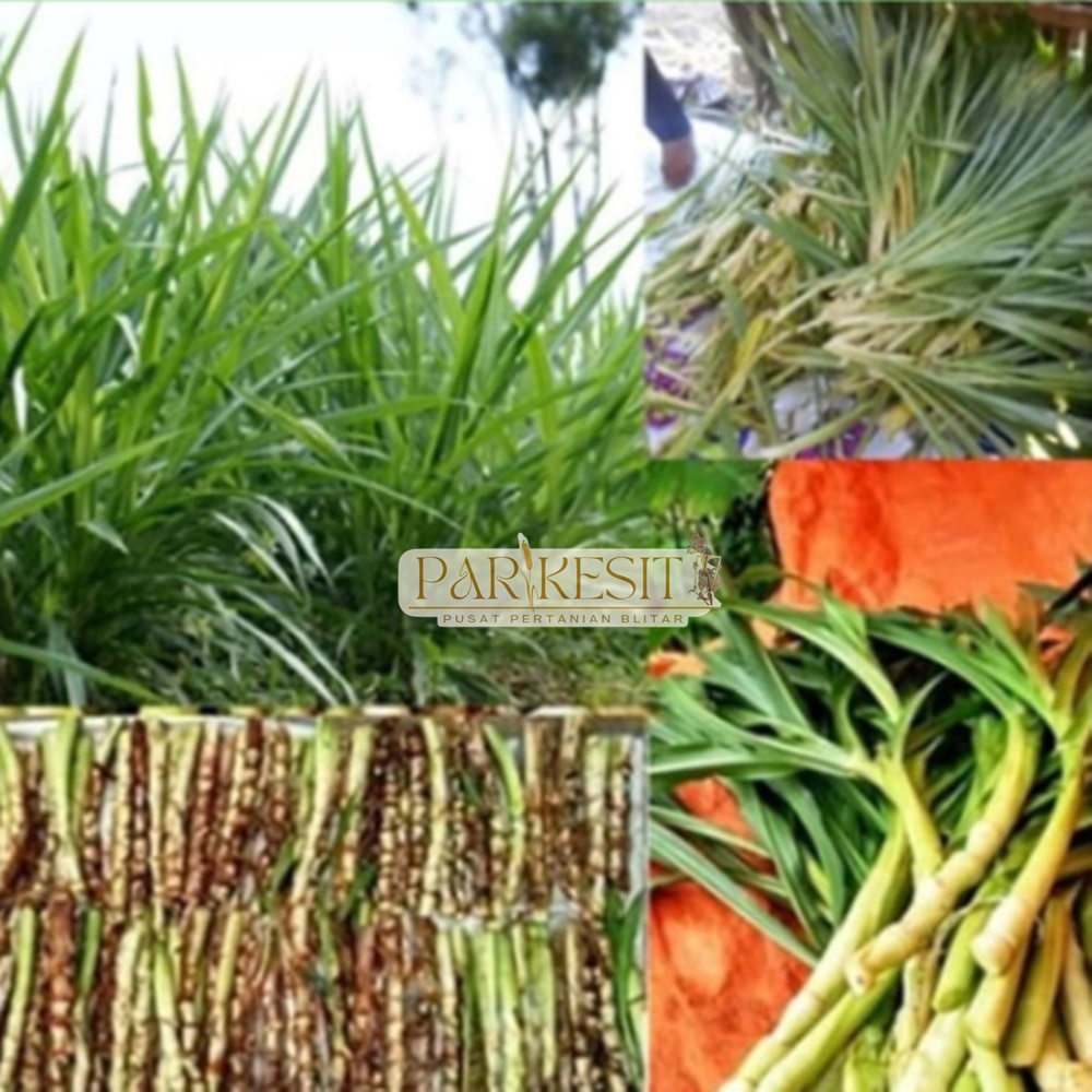 Bibit Tanaman Rumput Odot Kolonjono