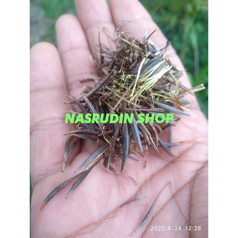 

[Fresh] BENIH KENIKIR BENIH BIJI TANAMAN DAUN KENIKIR SIAP TANAM MUDAH TUMBUH