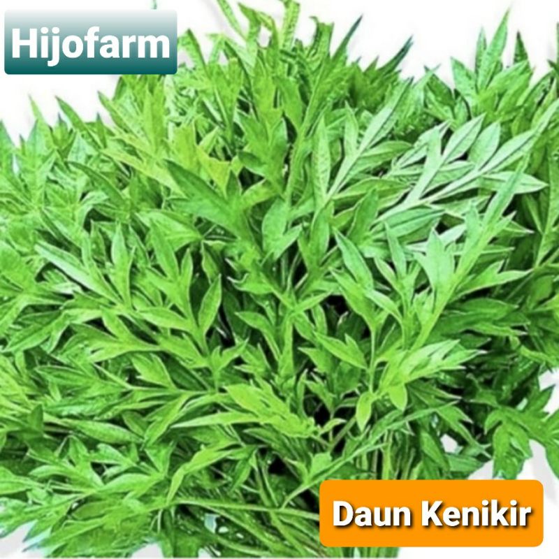 

Daun Kenikir Segar 250 Gr