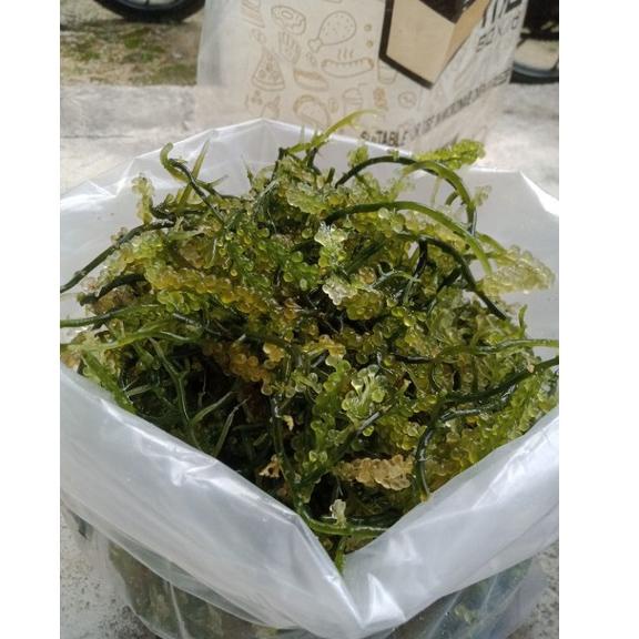 

TERLARIS Anggur Laut / Latoh / Lawi Lawi /Sea Grapes / Green Cavier 1 kg (baca deskripsi dahulu) ❂ 868