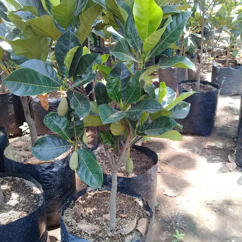 Bibit Nangka Mini Tinggi 1 Meter Batang Besar Siap Berbuah