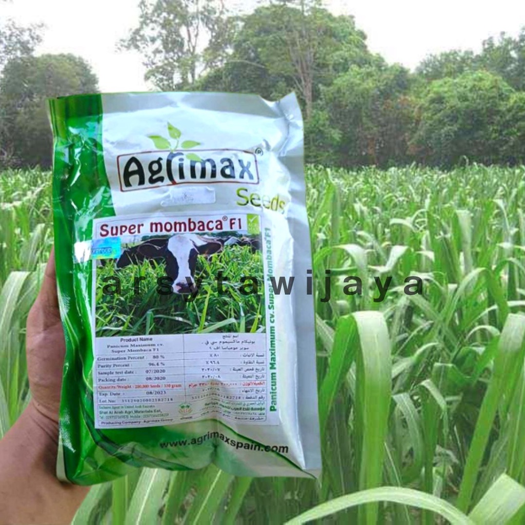 Jual Bibit Super Mombaca F Asli Biji Lebih Benih Super Rumput