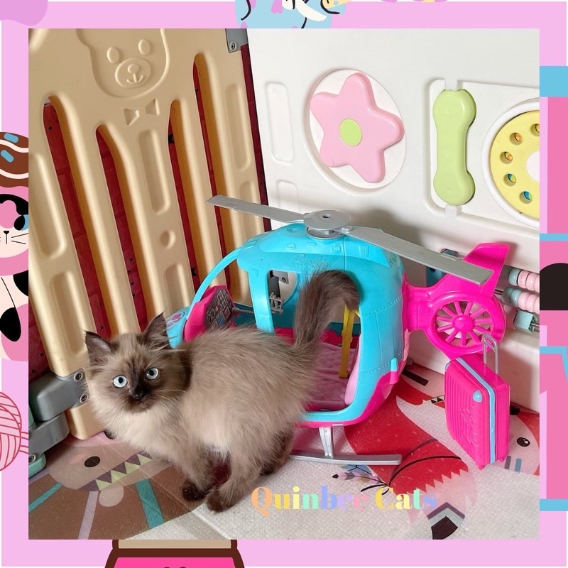 kucing Himalaya chocolate coklat betina