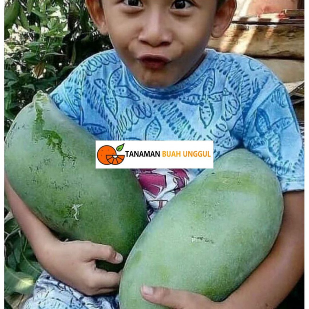 Bibit Mangga Mahatir okulasi original