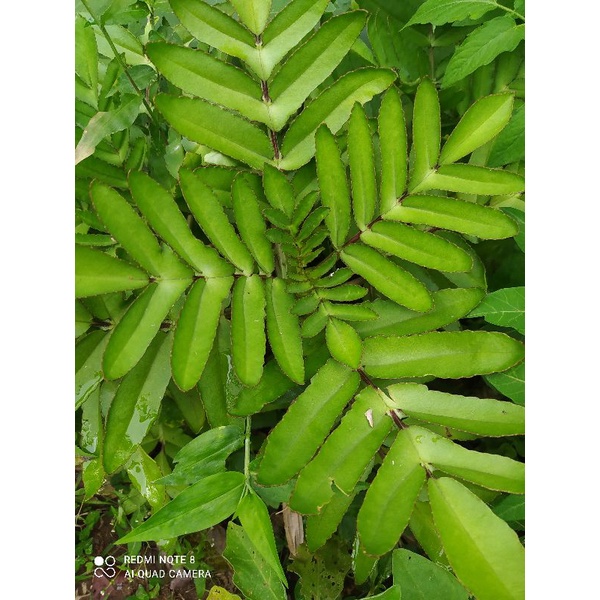 

DAUN COCOR BEBEK HIJAU SEGAR (500GRM)