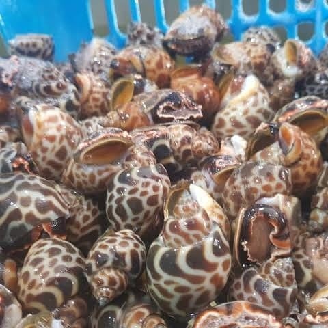 

Keong Macan Hidup/Live Seafood Tx0470