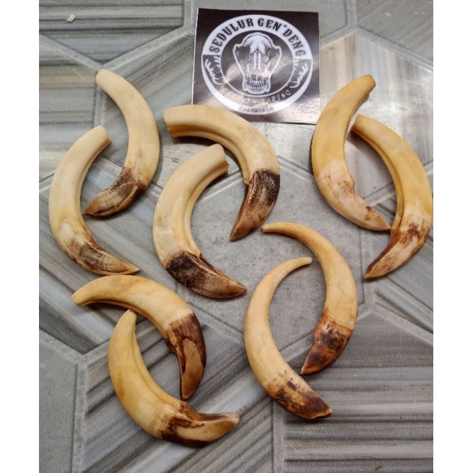 Taring babi betina asli 100%