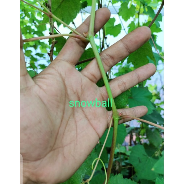 ENTRES ANGGUR IMPORT VARIAN SUPER NINGRAT (SNAWBALL DLL) MENDAPAT 6 Sampai 15 MATUN