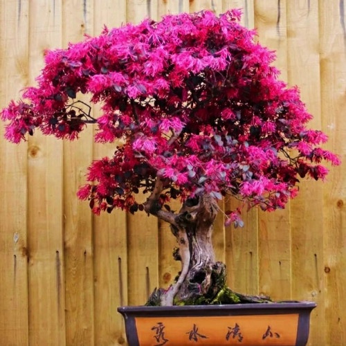 Bibit Bonsai Serut Merah