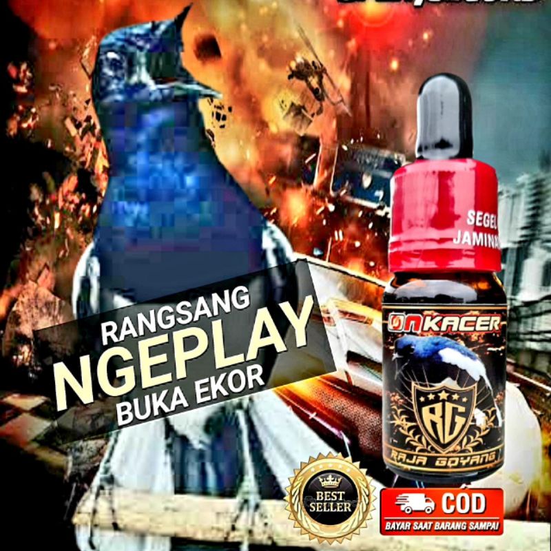 raja goyang on kacer vitamin burung kacer terbaik vitamin burung kacer ngeplay vitamin burung kacer