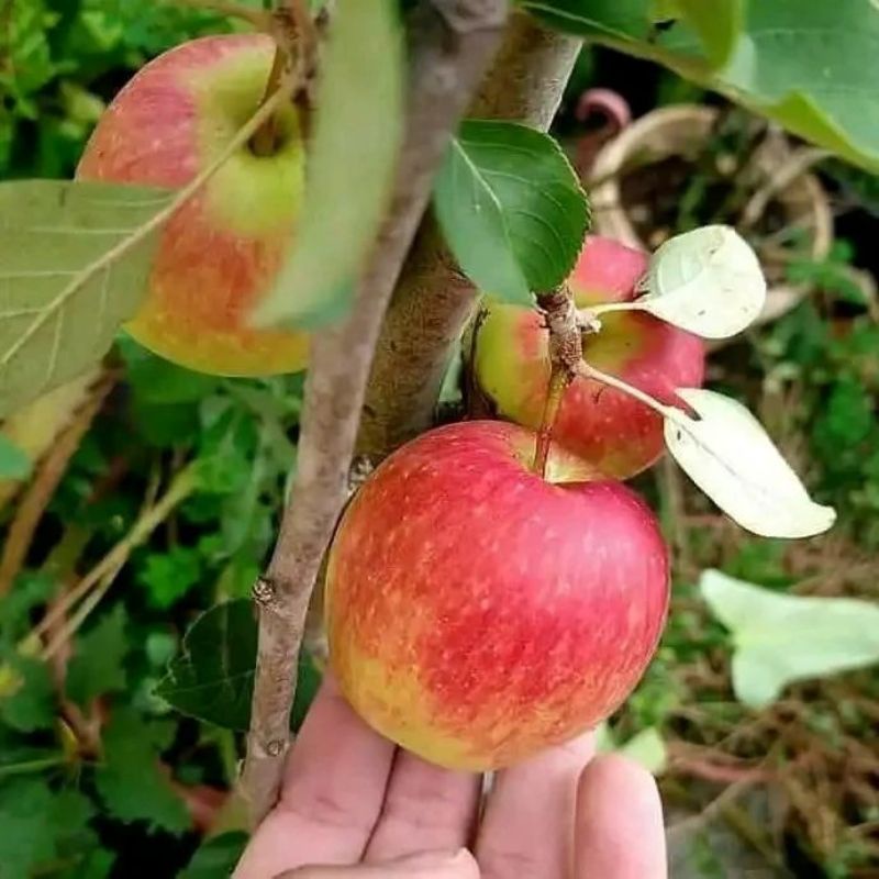 Pupuk Booster Organik Pelebat Buah Apel Dan Perangsang Agar Cepat Berbuah