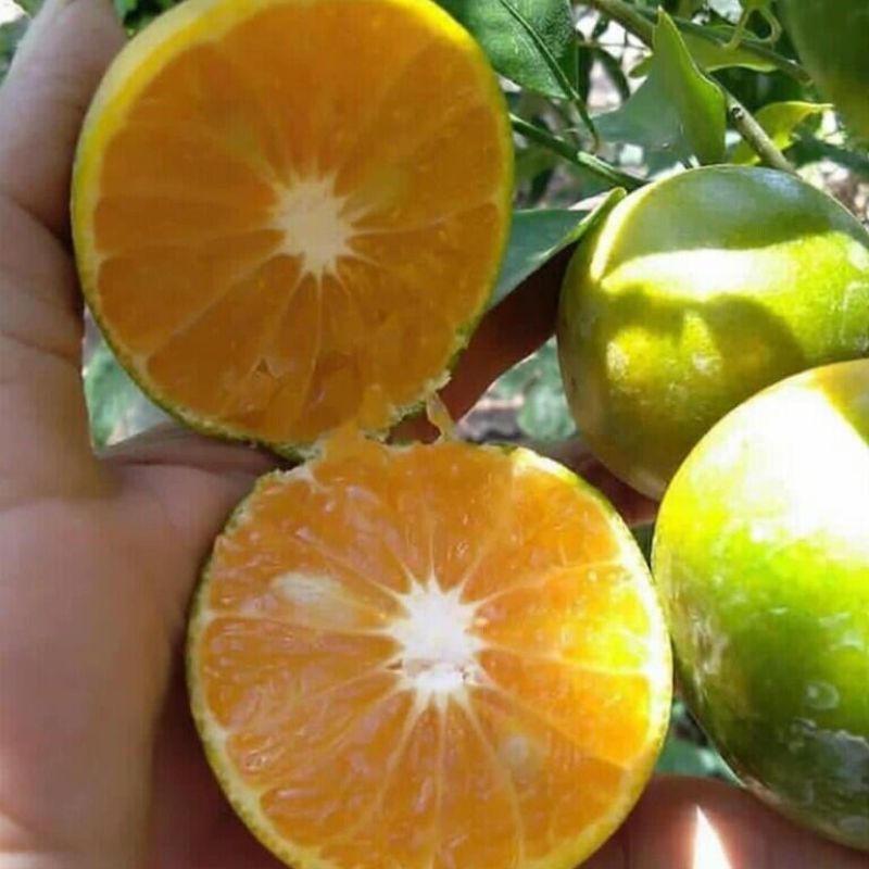 Jeruk Keprok Terigas berbuah (keprok madu)