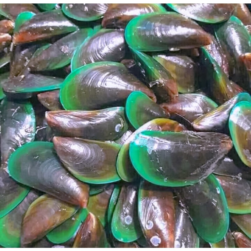 

Kerang Hijau Segar 1 kg Semarang