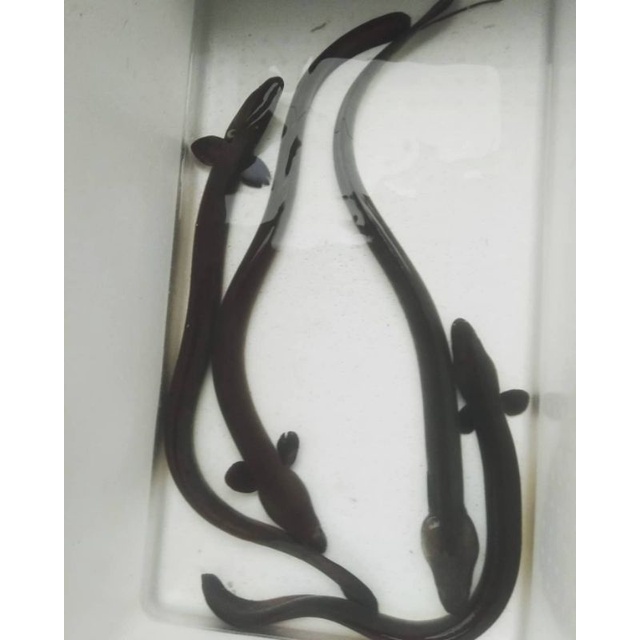 Sidat hidup, ukuran 100 gram/1 ons