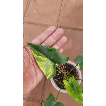 thaumatophylum williamsii