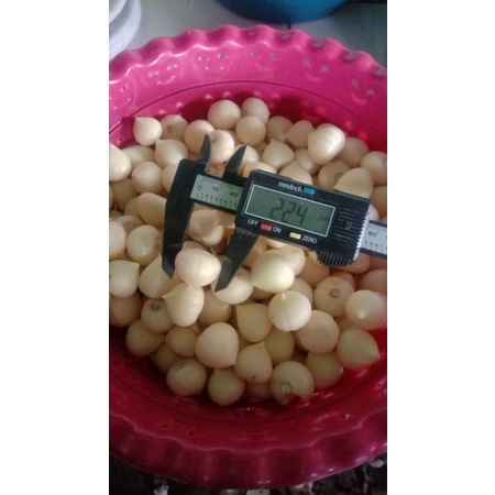

bawang lanang kupas 250gram