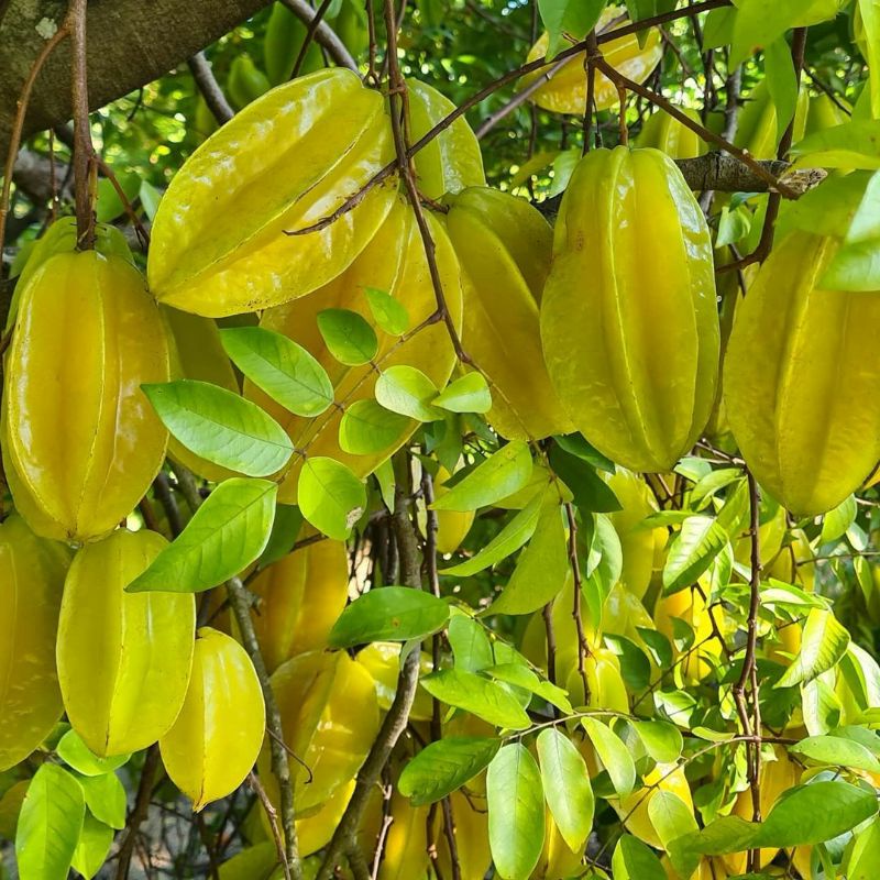 Pupuk Organik Pelebat Buah Dan Booster Belimbing Cepat Berbuah Lebat