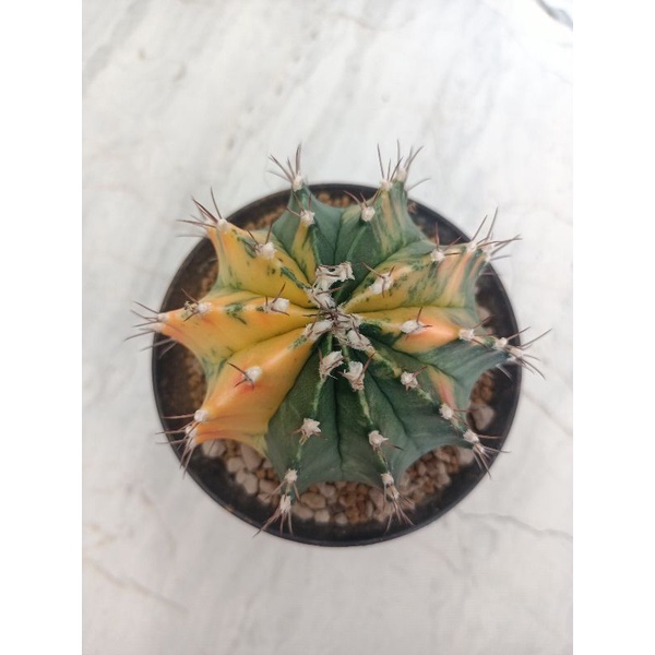 Kaktus Jumbo Cantik Gymno Miha Var Gymnocalycium Mihanovichii Variegata