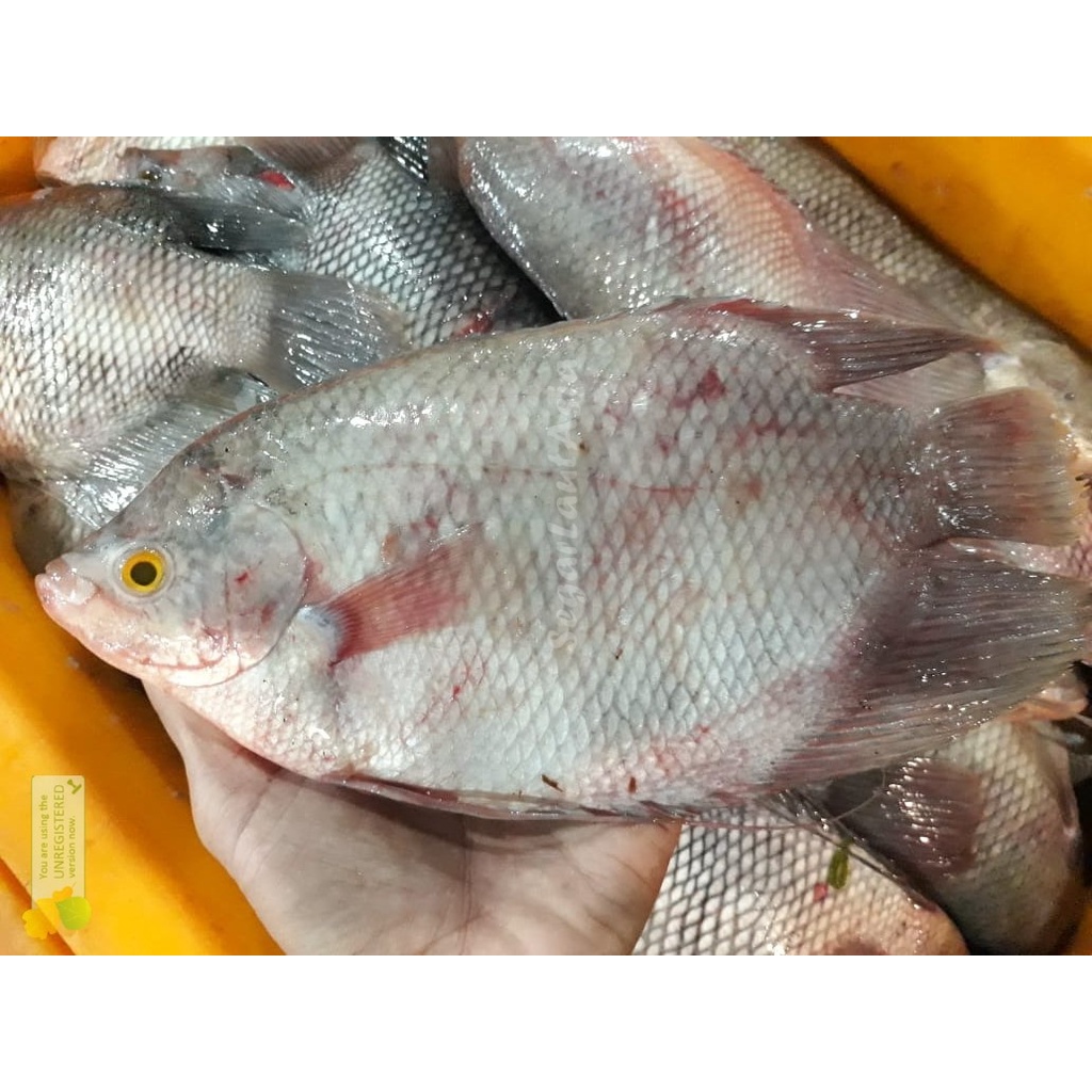 

Ikan Gurame Segar Ikan Gurame 1Kg Gurami