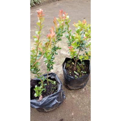 BAHAN BONSAI SANTIGI GUNUNG SIAP DI BENTUK