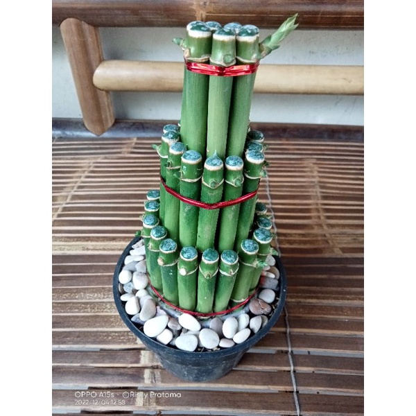 Tanaman hias Bambu hoki//tanaman hias hidup Sri rejeki bambu hoki