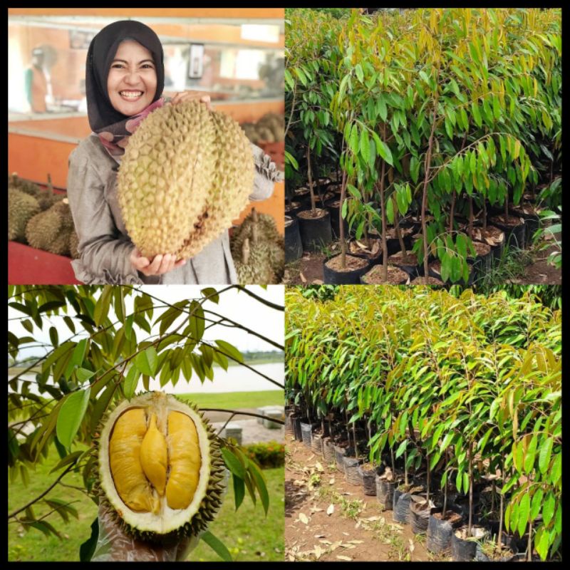 Bibit Durian bawor  ukuran 1 meter batang besar siap berbuah