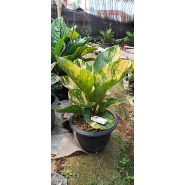 Anthurium induk jemani mangkok varigata menor