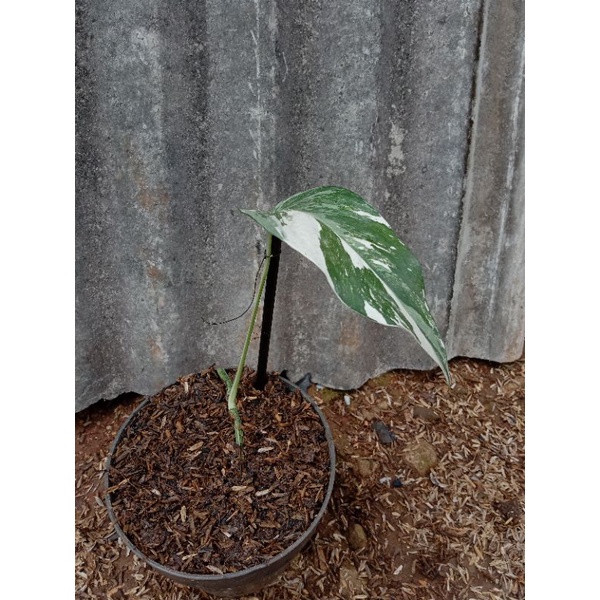 Monstera king varigata Japan 1 daun 1 bisul tanaman monstera varigata bukan bonggol