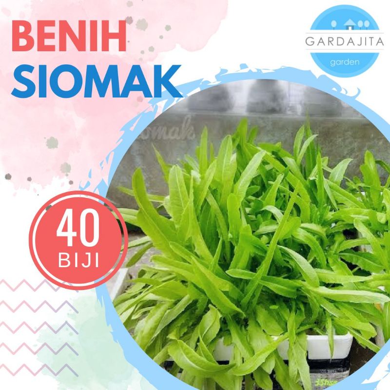Benih SIOMAK [isi-40] - Biji Bibit Sayur