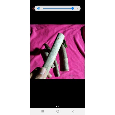 cuting sancang besar