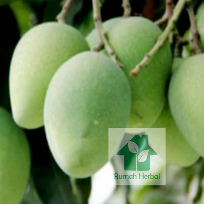 

ふ buah mangga muda segar untuk rujak 500 gram ㊨