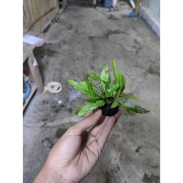 kadaka Java fern mini media wabikusa tanaman aquascape