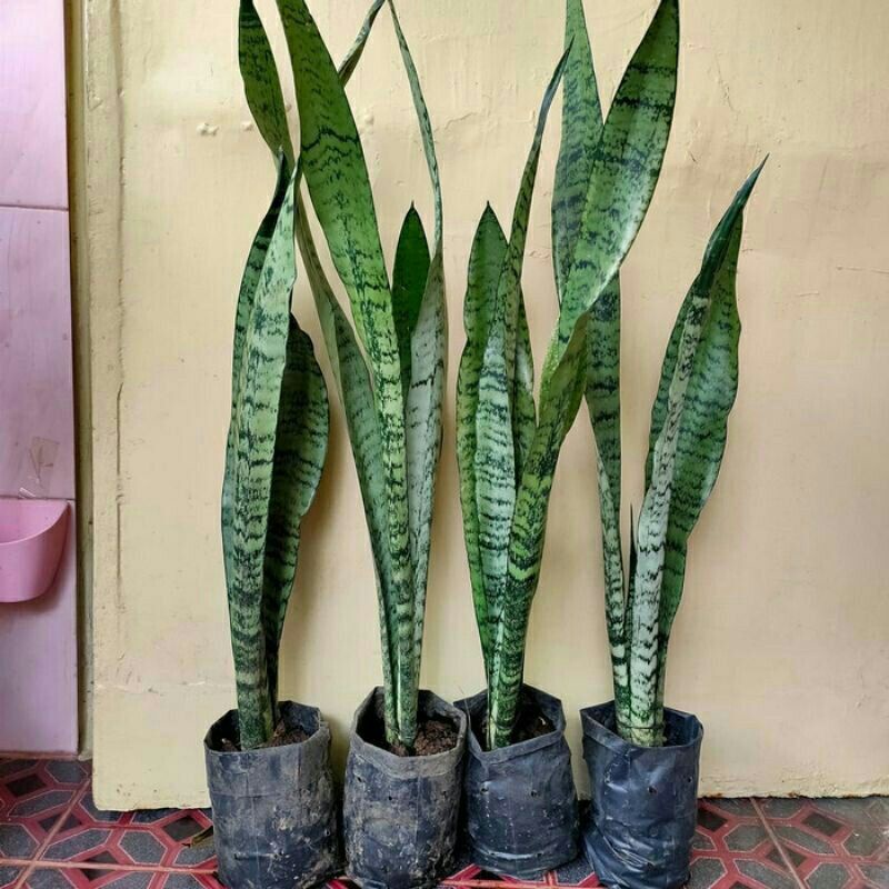 DIARY PETANI - Sansivera Lidah Mertua Hijau