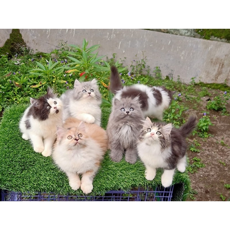 kitten persia longhair bulu kapas