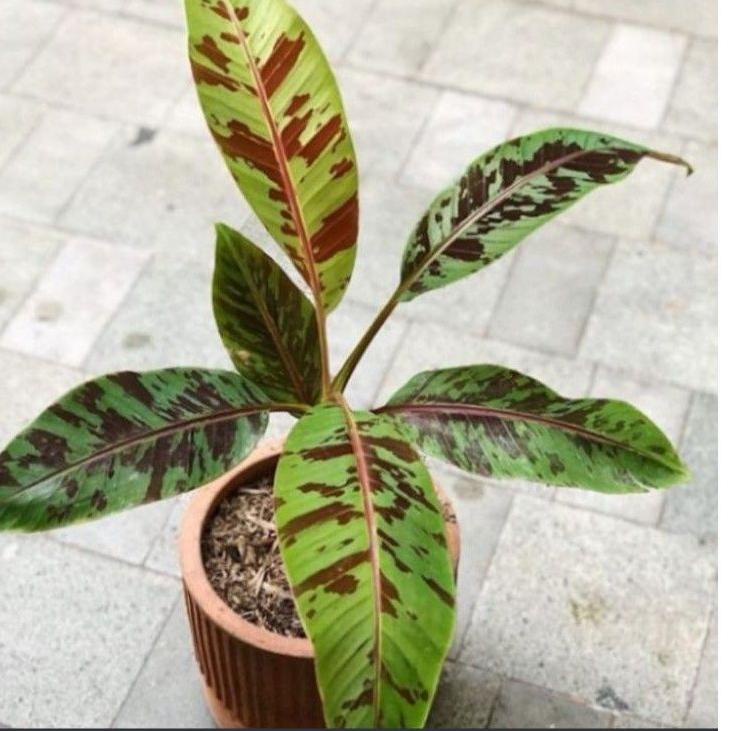 [C(1)Q ✉] pohon pisang varigata merah-trending