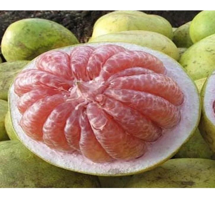

Terlaris Today Buah Jeruk Bali / Jeruk Pamelo Manis Madu Segar Fresh grosir