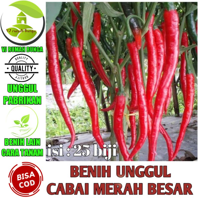 Benih Bibit Cabe Merah Besar Unggul Benih Cabai Merah Besar