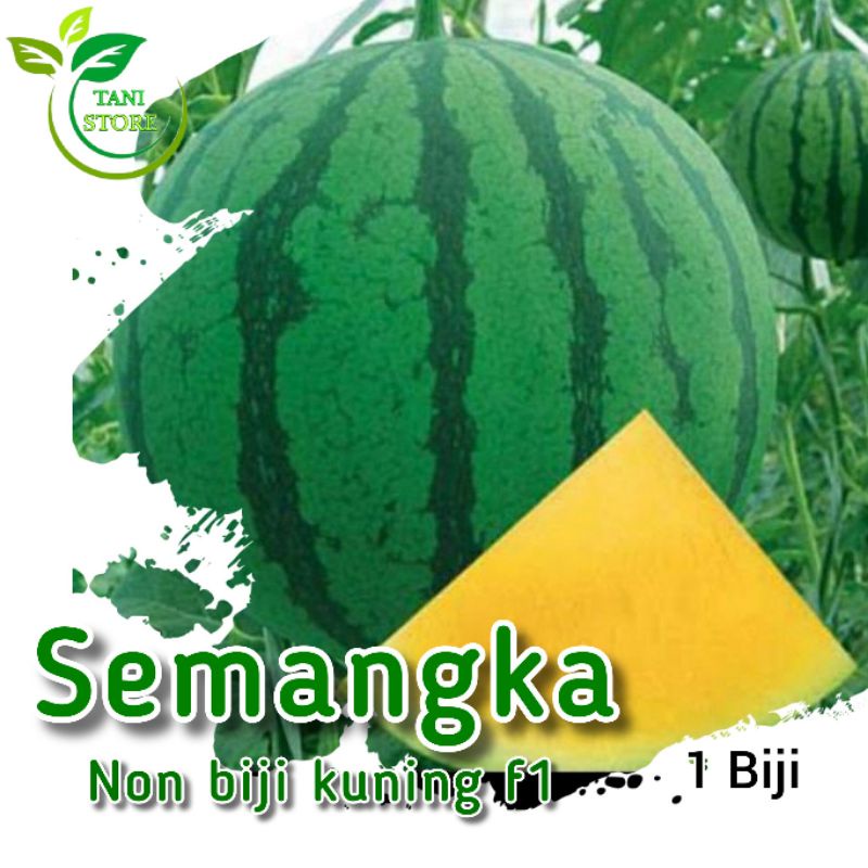 2 Biji benih semangka non biji kuning f1 hibrida_bibit semangka kuning