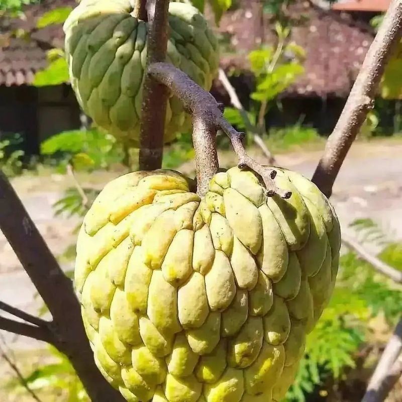 Pupuk Booster Organik Pelebat Buah Srikaya Dan Perangsang Agar Cepat Berbuah