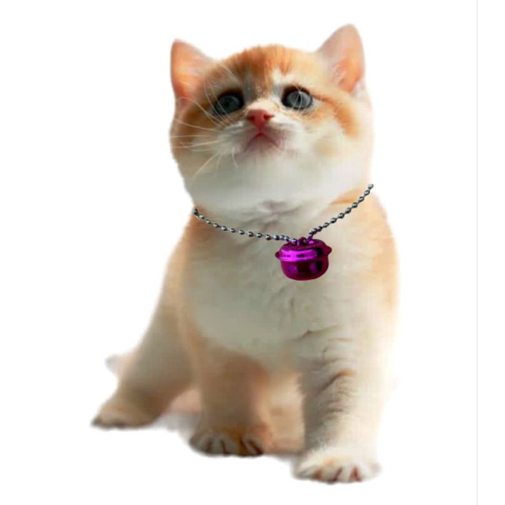 KALUNG KUCING LONCENG GEPENG &amp; RANTAI LADA [BANYAK WARNA]