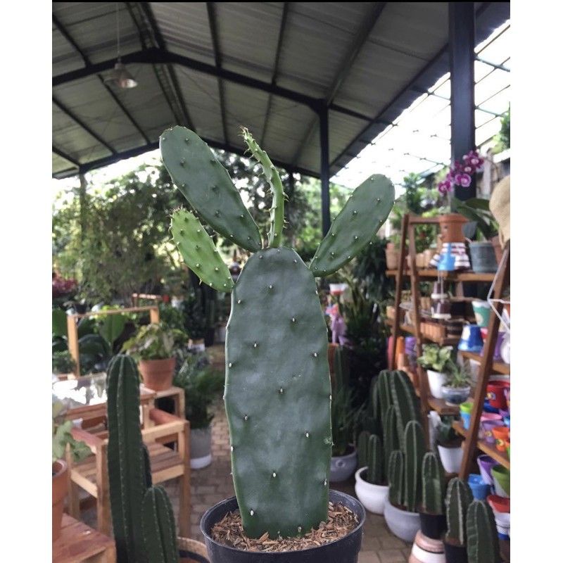 tanaman kaktus centong, kaktus centong