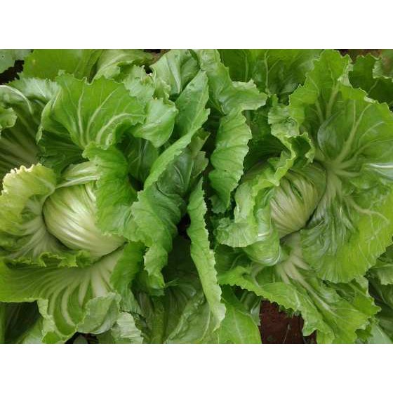 PAKET isi paket: 25 Benih Sawi Mustard Head Lettuce Glory Sayuran Pahit -ROSEBUNGA