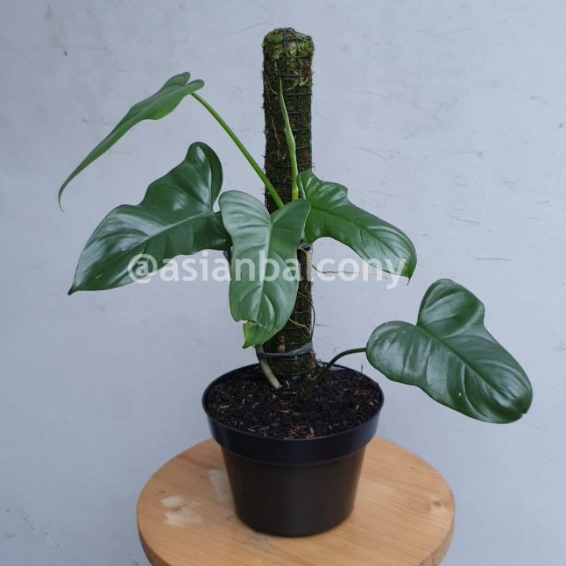 Philodendron Bipennifolium - Philodendromn Violin | Tanaman hias aroid di pot