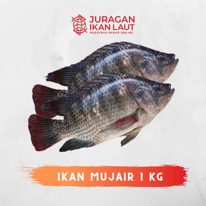 

Ikan Mujair Hidup Berkualitas - 1 Kilogram