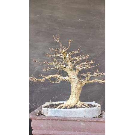 bonsai anting putri 2 pohon siap kontes