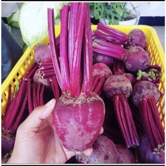 

BUAH BIT ROOT MERAH Fresh/KUALITAS SUPER, BUAH BIT MERAH SUPER TERMURH..