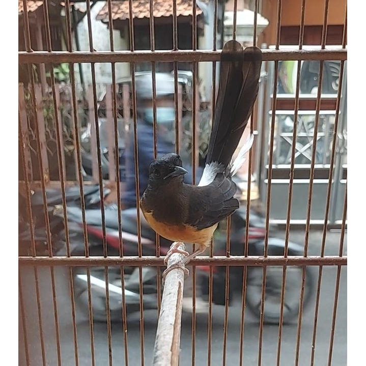 Murai medan betina siapan ternak kawin