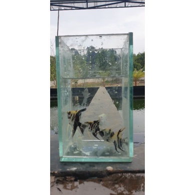 

Ikan ManFish Platinum dan Three Colour
